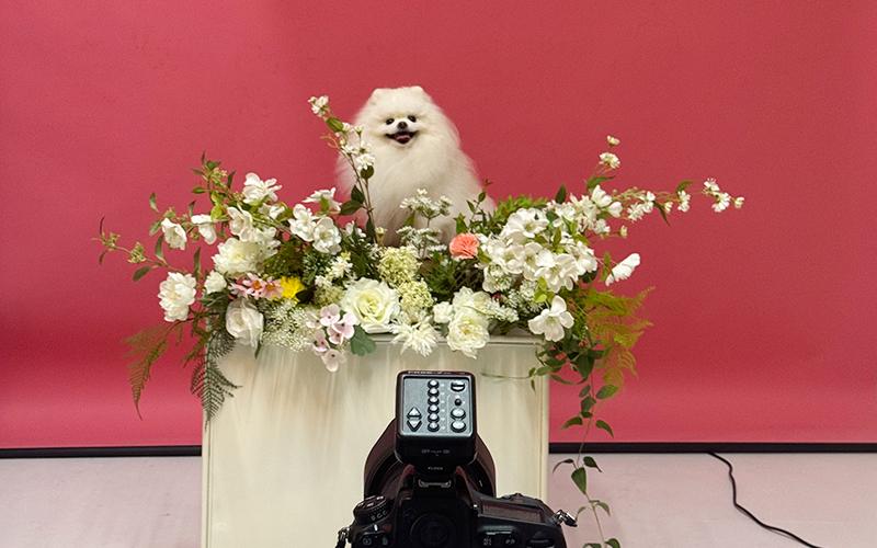 반려견 컨셉 촬영