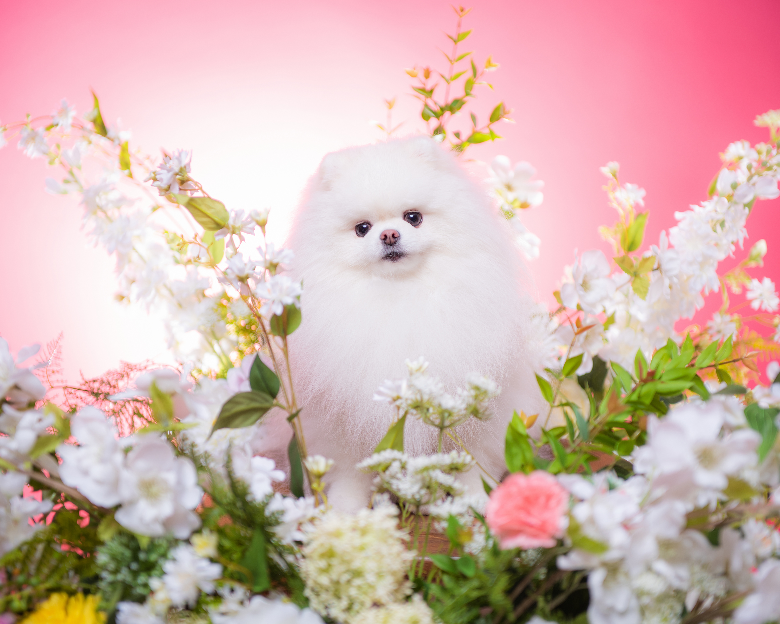 꽃 세트 속 하얀 포메라니안 촬영 컷